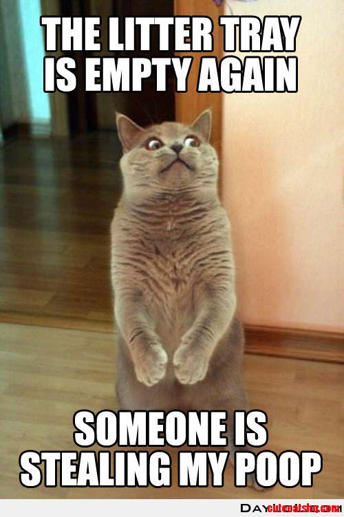 Silly Cat