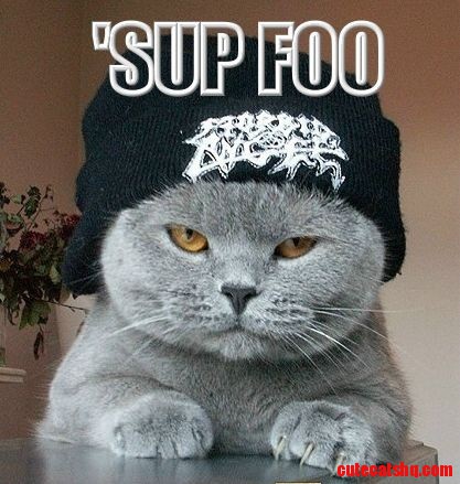 Silly Kitty