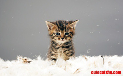 Skeptical Kitten