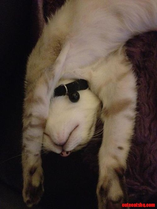 Sleeping Cat