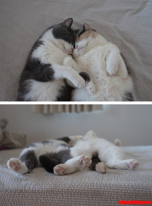 Sleeping Cats.