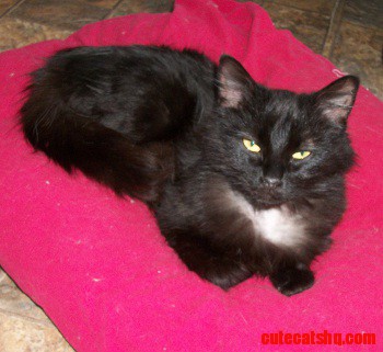Sleepy Black Beauty