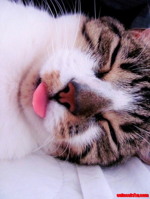 Sleepy Cat.. Zzzzzzzzz
