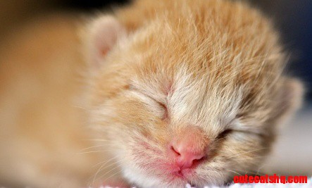 A cat sleeping on its back with belly exposed