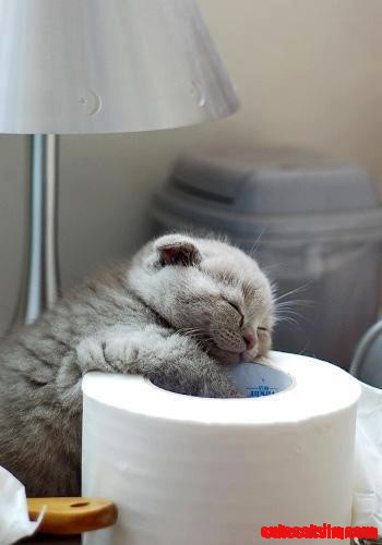 Sleepy Sleepy Kitten