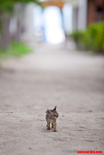 Small Cat Big World