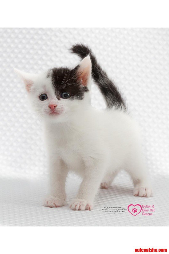 Smokey Kitten Rescued from Fire