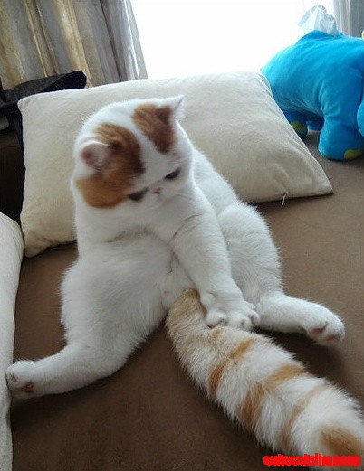 Snoopy the Exotic Shorthair - Cutest Cat Ever