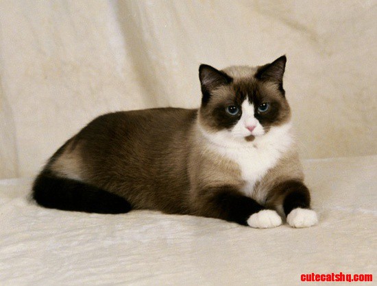 Snowshoe