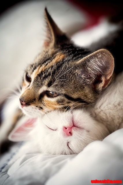 Snuggled Cat