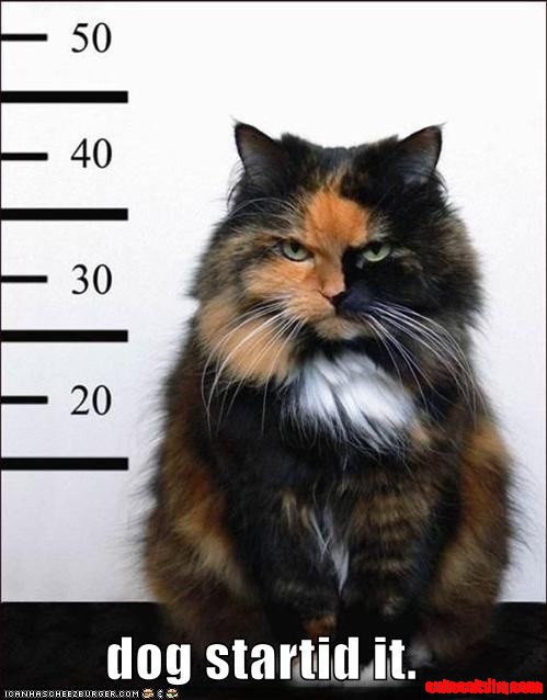 Tortoiseshell cat