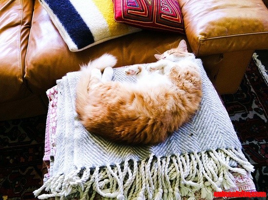 Soft Belly Kitty- I Want to Be That Content! Purr.
