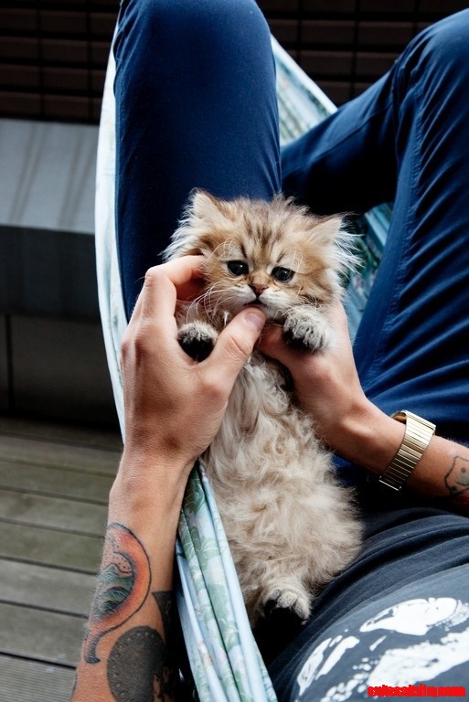 Soft Kitten, Strong Hands