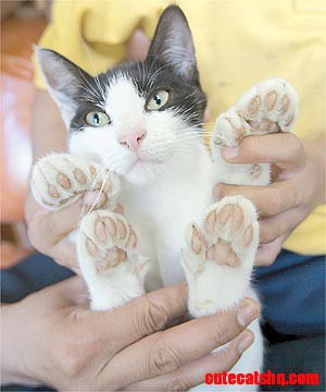 Soft Paws