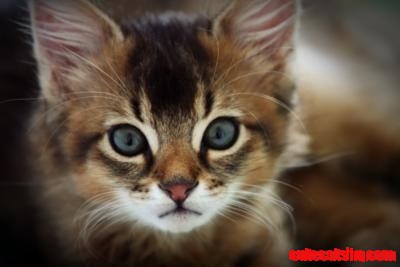 Somali Cat