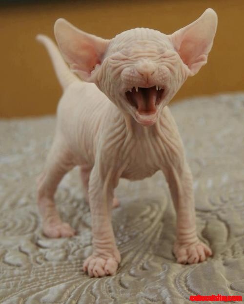 Sphinx Baby Cat