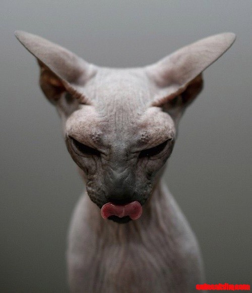 Sphynx Cat Face