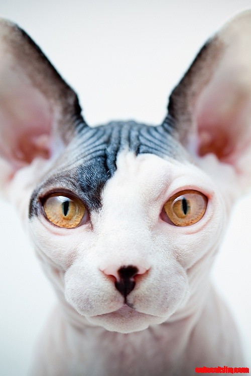 Sphynx Cat Look