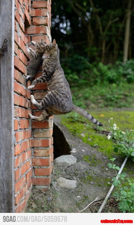 Spider-cat Mom