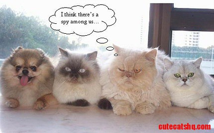 Spy Among Us