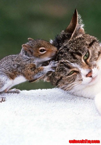 Squirrel Kisses - Love Is Love