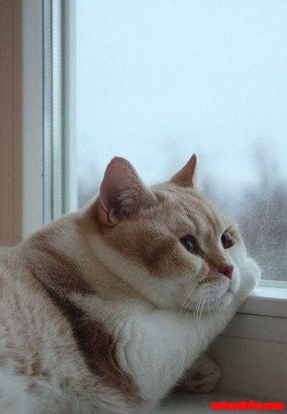 Squish Cat