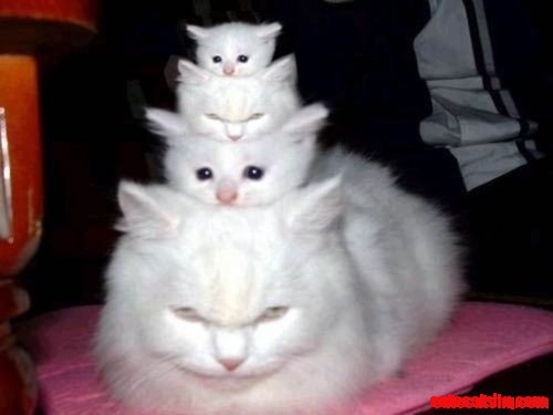 Stackable Cats