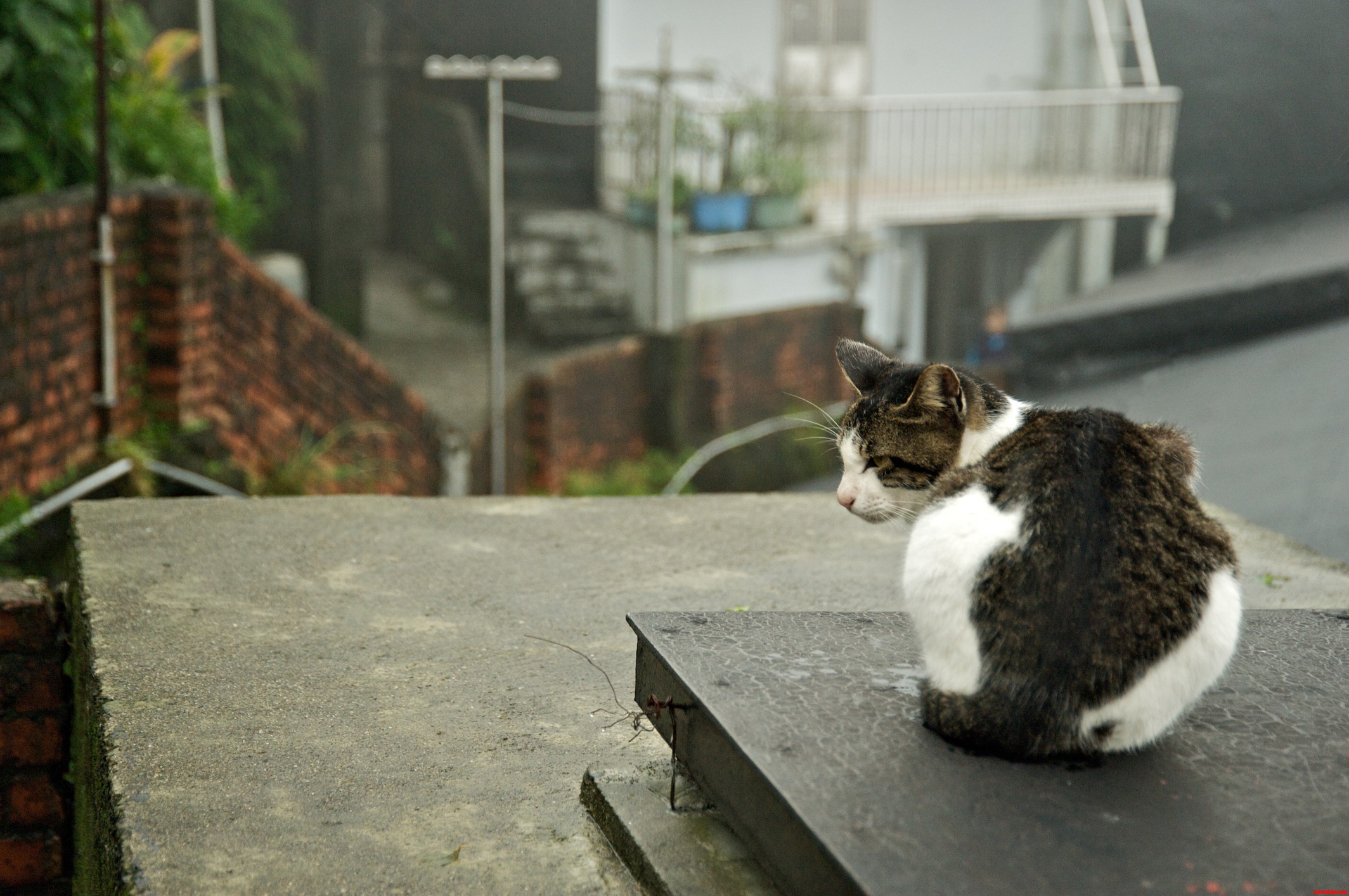 Street Cat