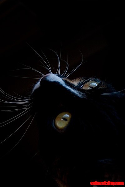 Such a Striking Cat Photo.