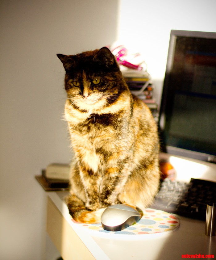 Tortoiseshell cat