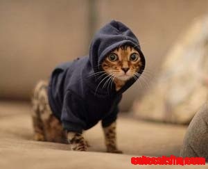 Swag.