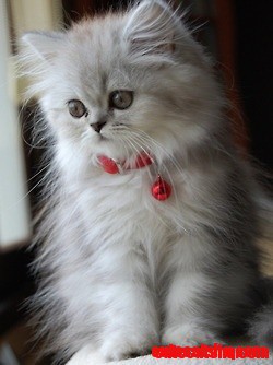 Sweet Baby Kitten.