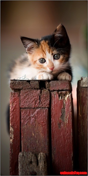 Sweet Calico Cat