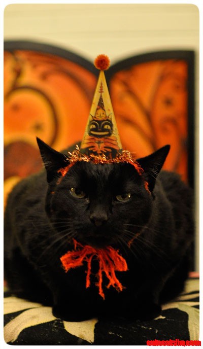 Sweet Cat