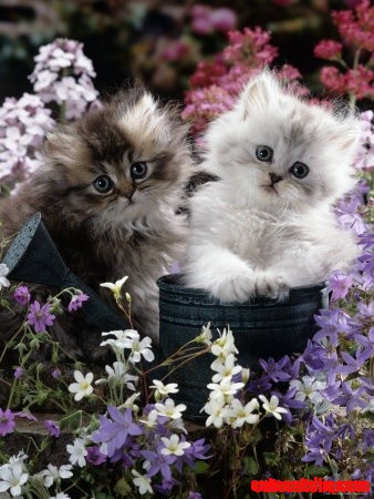 Sweet Cats!!