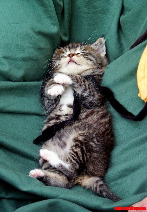 Sweet Dreams, Kitten
