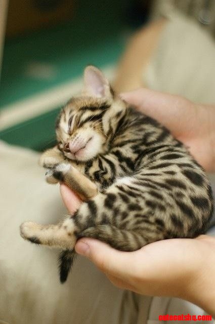 Sweetness - Sleepy Baby Bengal Kitten
