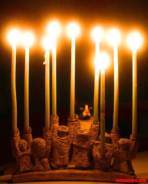 Take Care with Candles Around Cats During the Holidays