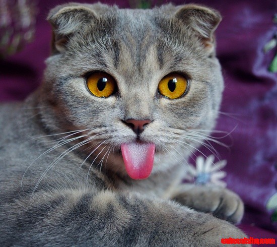 Scottish Fold Cat with Tongue