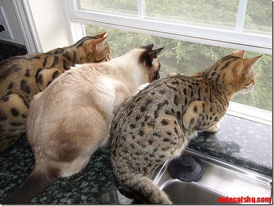 The Gang of Cats