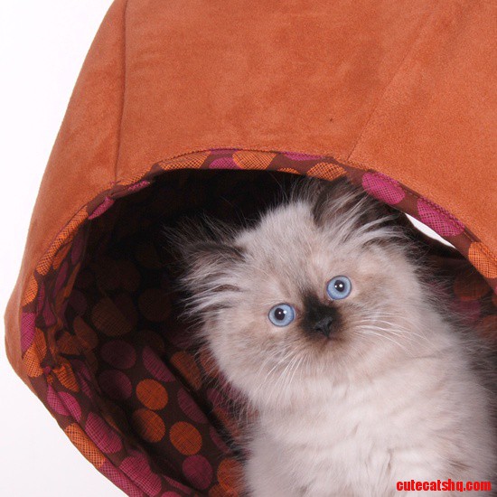 The Cutest Kitty Model.