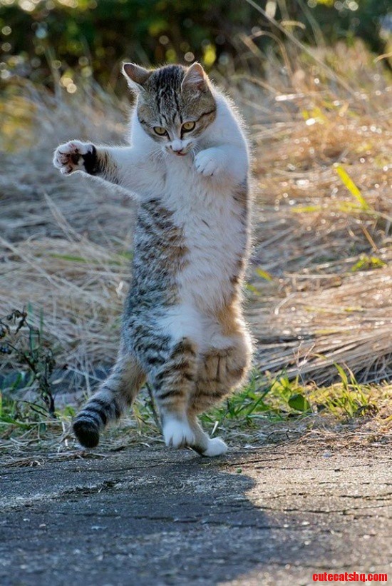The Kitty Jig