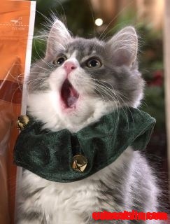 There Really Is a Santa Claws!