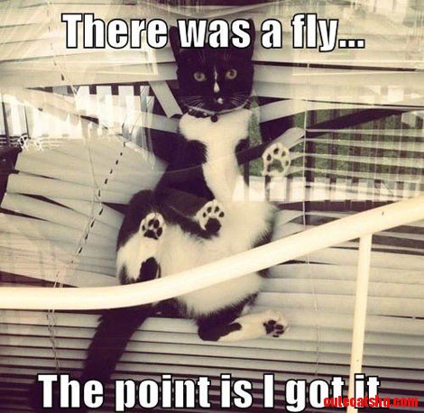 There Was a Fly.. Lol