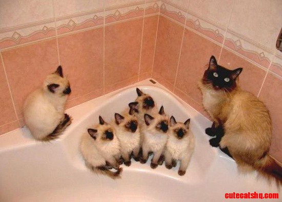 These Cats Got an Upgrade to a Tub Instead