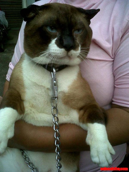 This Cat Is Awesome!!!!!!!!