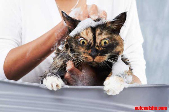This Cats Fur Is Definitely Getting Rubbed the Wrong Way. Cat Gets Bath by Shutterstock