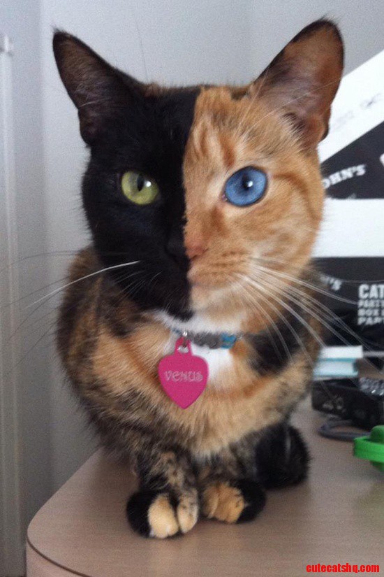 This Is a Chimera Cat, Who Is It's Own Fraternal Twin. (When Two Fertilized Eggs Fuse Together)....is This Real? I Think It Seems Fake...