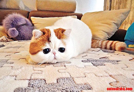 This Is Real Cat,not a Toy