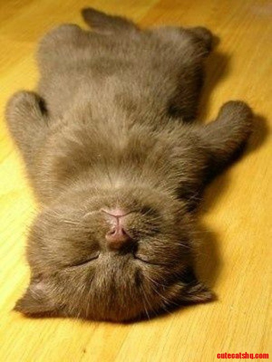 This Kitten Sleeps Like People